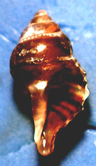 Pullus di muricide da identificare